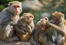 बाँदरका कारण बाँझिदै खेतीयोग्य जमिन